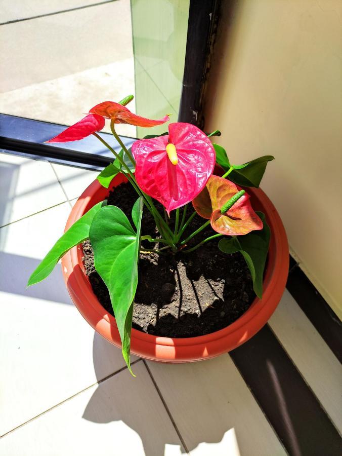 פוארטו מלדונדו Hotel Tambopata Inn מראה חיצוני תמונה